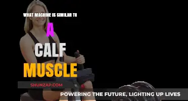 Exploring the Fascinating World of Calf Muscle Machines