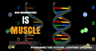 Muscles' Macromolecular Makeup: Proteins and More