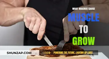 Unlocking Muscle Growth: The Essential Macros for Strength and Size