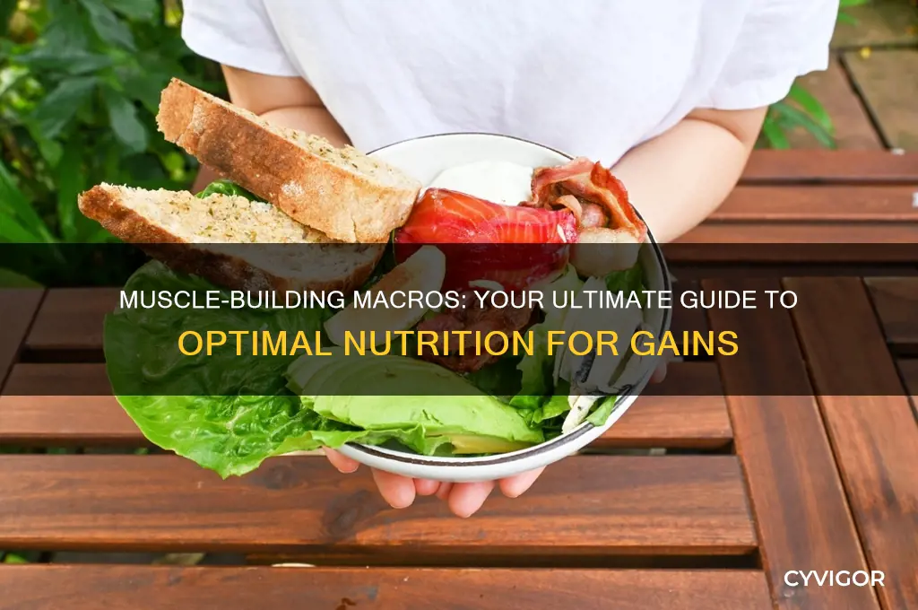 what macros should i be eating to gain muscle