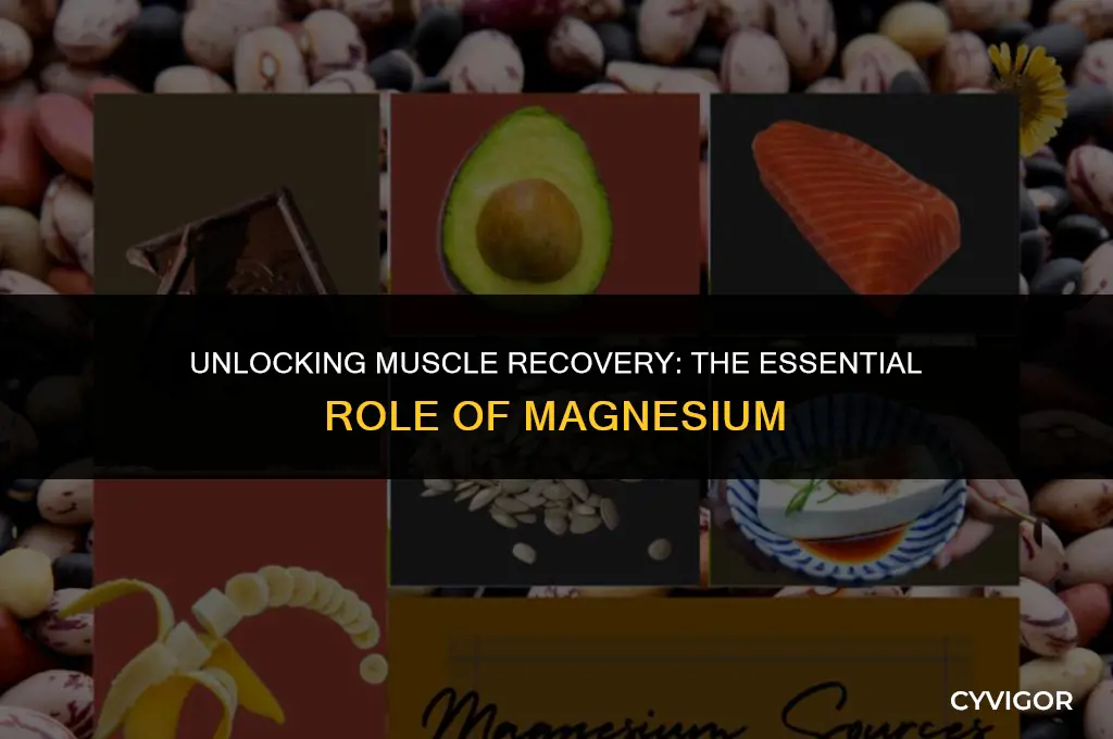 what magnesium is good for muscle recovery