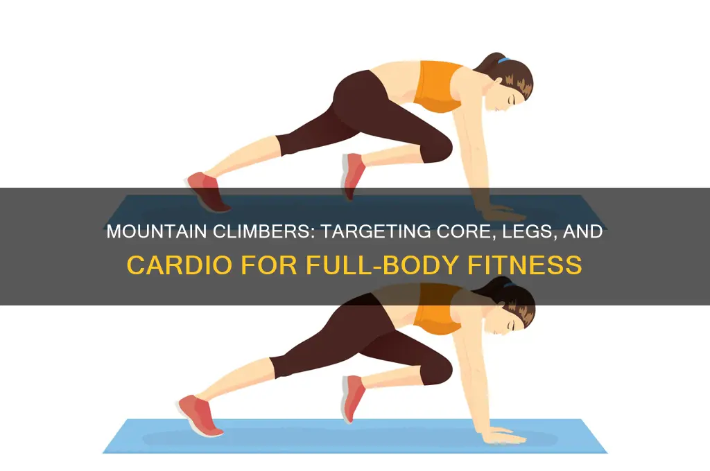 what main muscle group are mountain climbers work