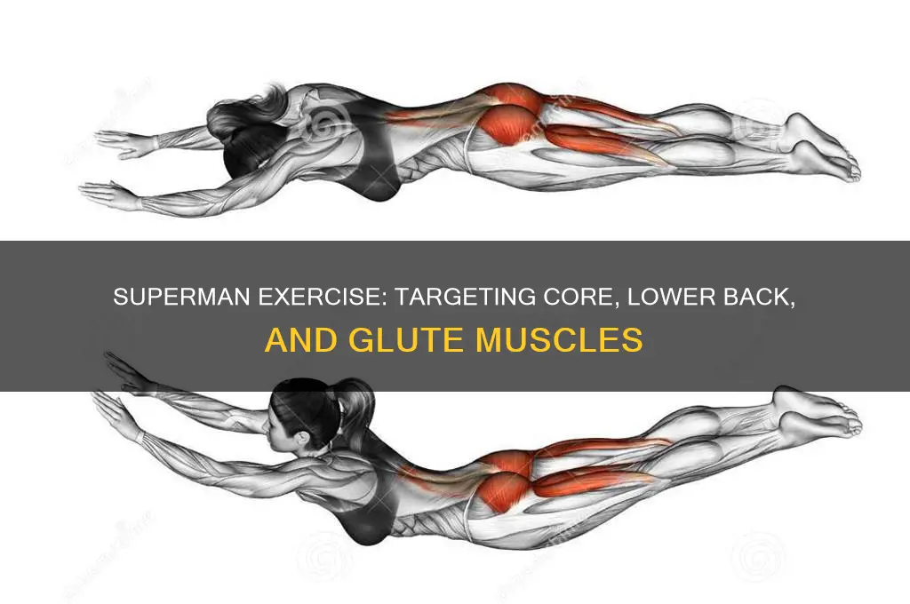 what main muscle group are superman work