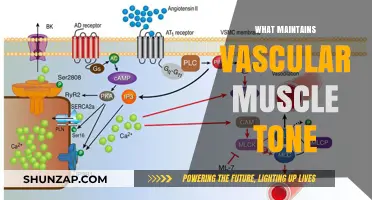 Vascular Muscle Tone: What's the Secret to Its Maintenance?