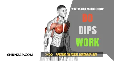 Dips Workout: Targeting Chest, Triceps, and Shoulder Muscles Effectively