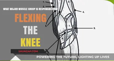 Knee Flexion: The Key Muscle Group Behind This Movement