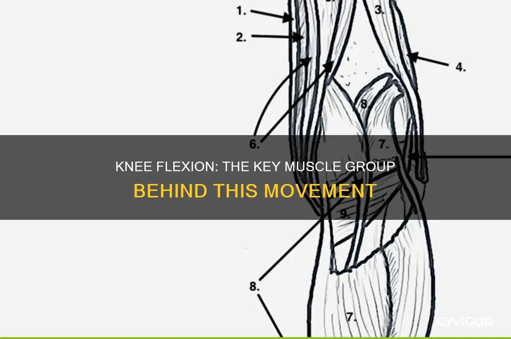 what major muscle group is responsible for flexing the knee