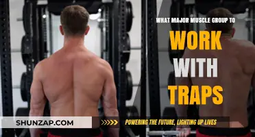 Traps Training: Key Muscle Groups to Pair for Optimal Results