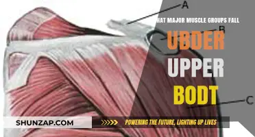 Upper Body Muscles: Key Groups for Strength and Definition