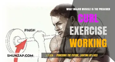 Preacher Curl Exercise: Targeting the Brachialis and Biceps Muscles