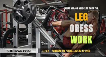 Leg Press Muscles: Targeting Quads, Glutes, Hamstrings, and Calves Effectively
