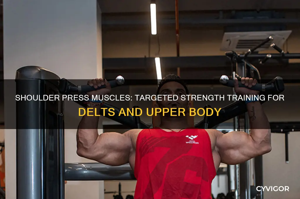 what major muscles does the shoulder press work