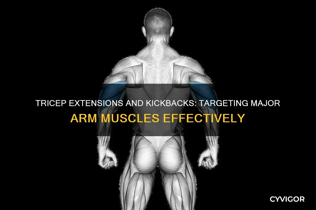 what major muscles does the tricep extension or kickbacks work
