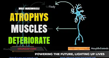Muscle Atrophy: Why Muscles Deteriorate and Waste Away