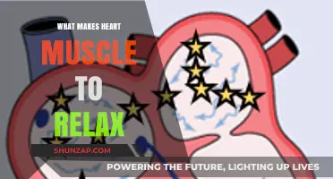 Understanding the Science Behind Heart Muscle Relaxation: Key Factors Explained