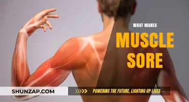 Understanding Muscle Soreness: Causes, Recovery, and Prevention Strategies