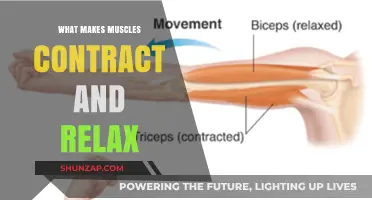 Unraveling Muscle Mechanics: The Science Behind Contraction and Relaxation