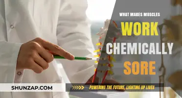 Unraveling the Chemical Secrets Behind Muscle Soreness and Recovery