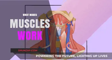Unveiling the Science Behind Muscle Function and Movement