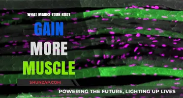 Unlocking Muscle Growth: Key Factors for Building Strength and Size