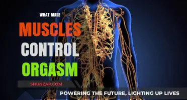 Male Muscles: The Key to Orgasm Control