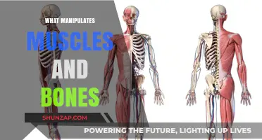 How Muscles and Bones Are Manipulated