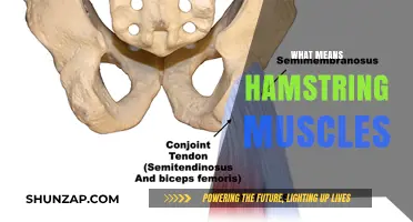 Hamstring Muscles: What They Are and Why They Matter