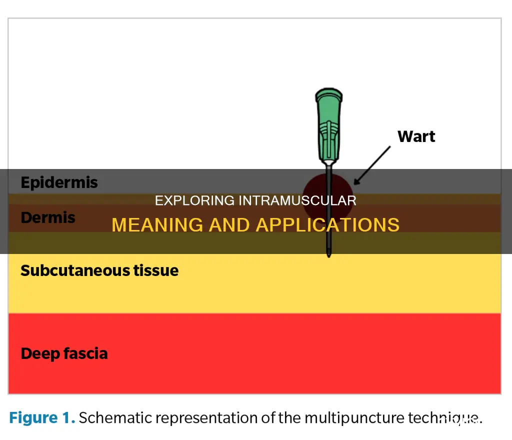 what means within the muscle