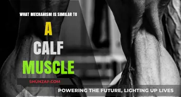Exploring the Fascinating World of Muscles: Calf and Beyond