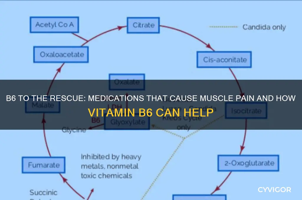 what med causes muscle pain but b6 helps