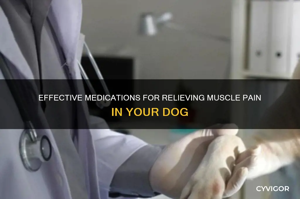 what med to give dog for muscle pain