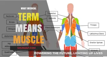 Muscle Talk: Understanding the Language of Muscular System