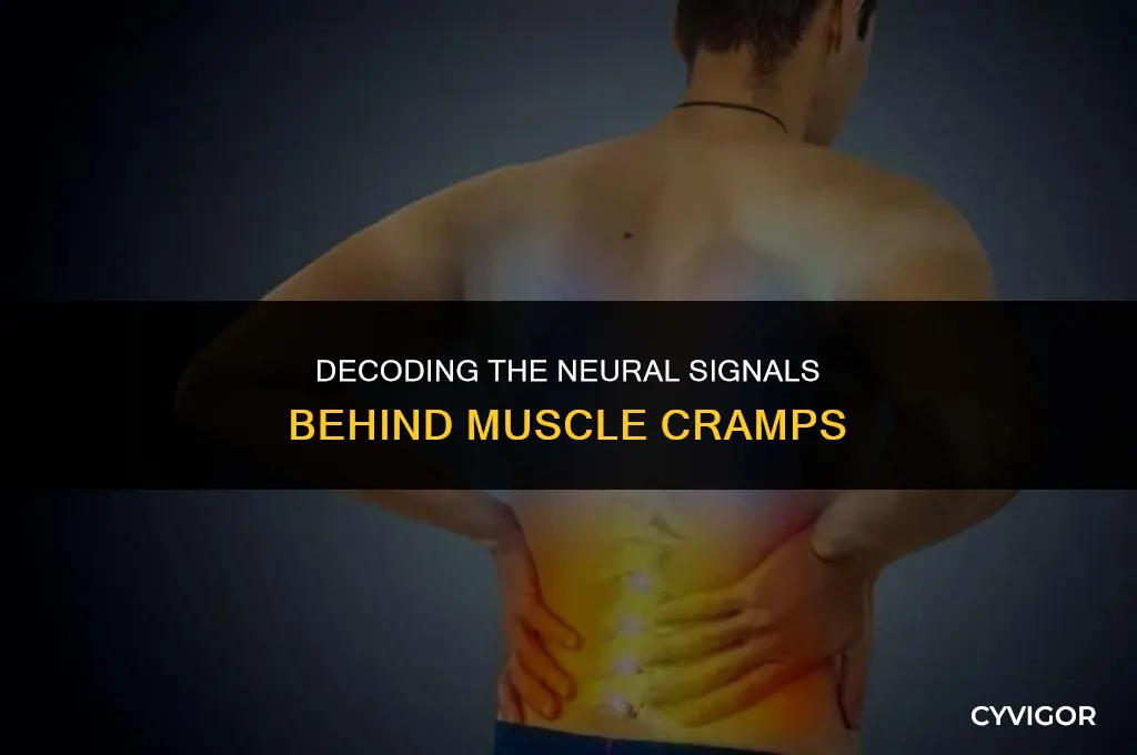 what messages in your brain are responsible for muscle cramps