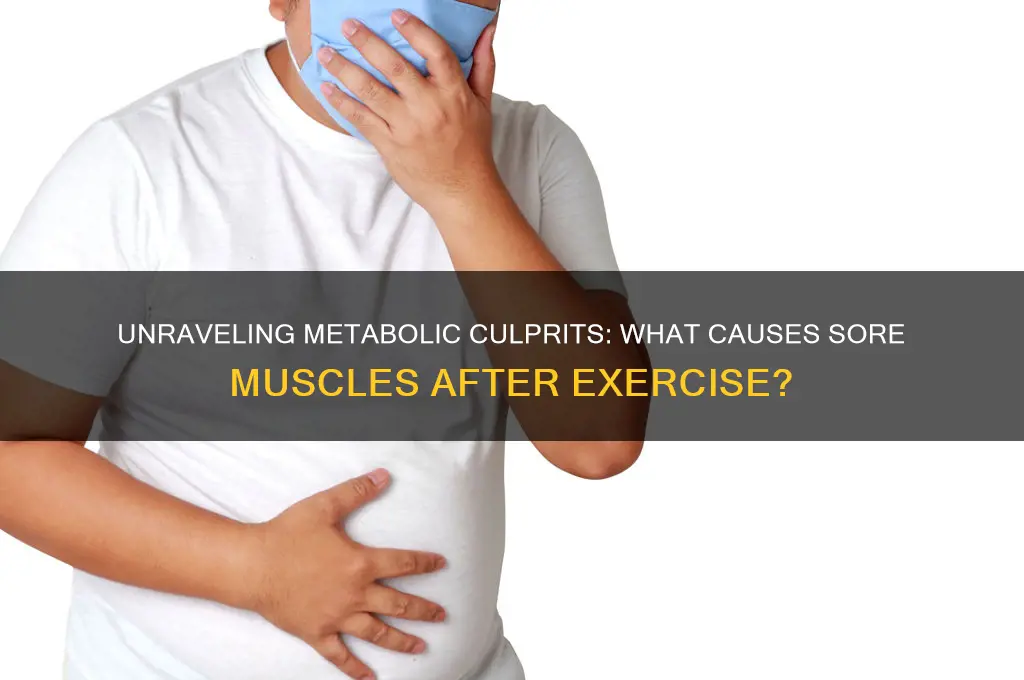 what metabolic products might account for sore muscles