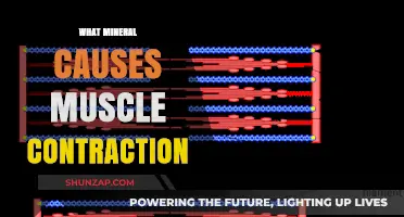 Calcium's Role in Muscle Contraction: Understanding the Essential Mineral