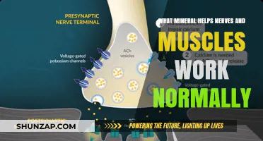 Essential Mineral for Healthy Nerve and Muscle Function Revealed