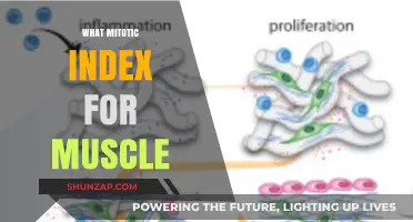 Muscle Mitotic Index: Understanding Cell Division in Muscles