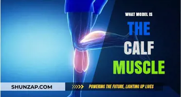 Understanding the Calf Muscle: A Comprehensive Guide to Its Anatomy and Function