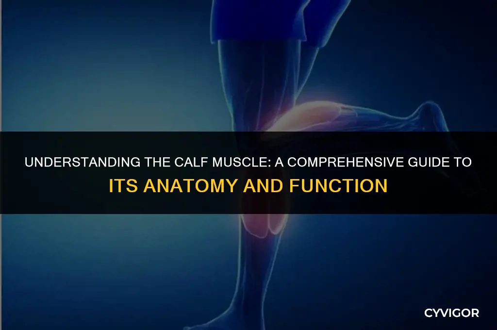what model is the calf muscle