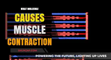 The Role of Calcium in Muscle Contraction: A Molecular Insight