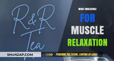 Unlocking Muscle Relaxation: Key Molecules for Tension Relief Explained