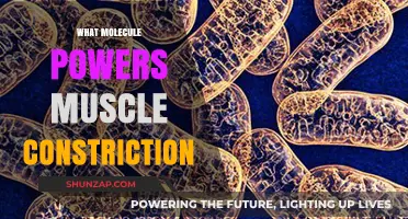 Molecular Power Behind Muscles: The Key to Contraction