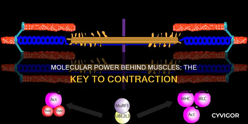 what molecule powers muscle constriction