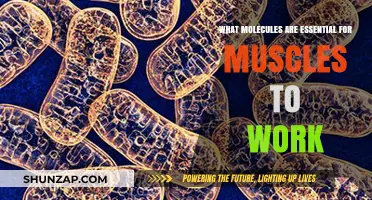 Essential Molecules Powering Muscle Function and Movement Explained