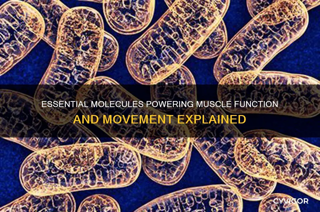 what molecules are essential for muscles to work