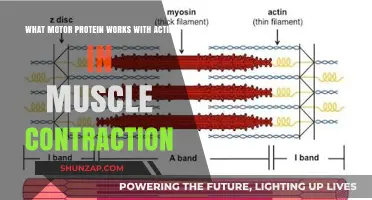 Actin's Partner in Muscle Contraction: Unveiling the Key Motor Protein