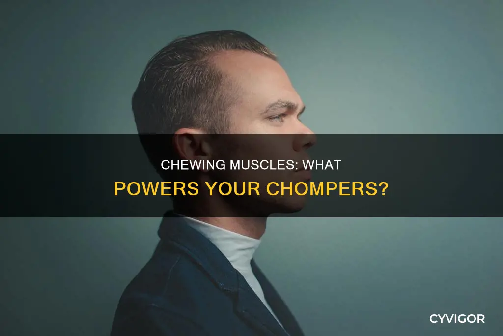 what moutt muscles chew