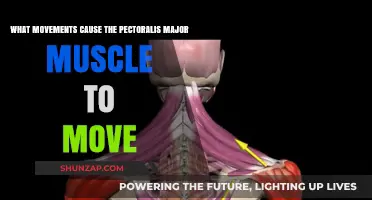 Pectoralis Major Muscle: Key Movements for Activation and Strength