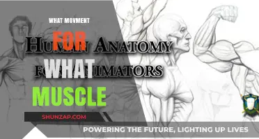 Muscle Movements: The Ultimate Guide to Targeted Exercises