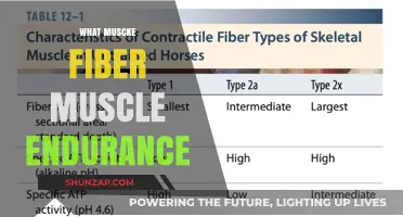 Muscle Fiber Types: Unlocking Endurance Secrets